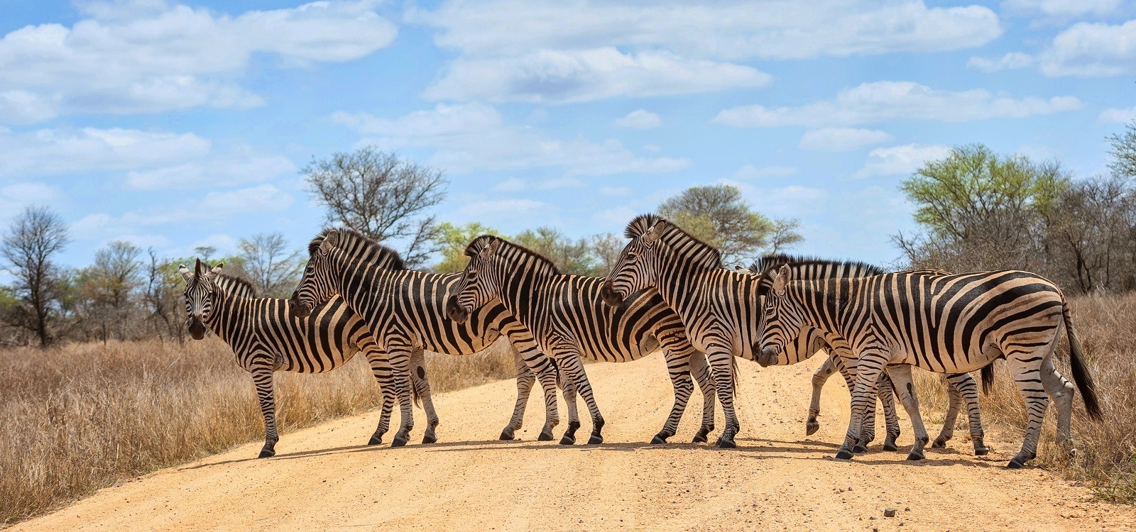 Guided Kruger Park Tours - Southern Circle