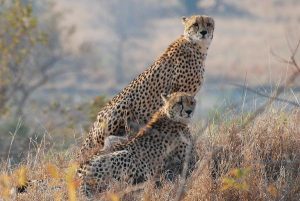 5-day kruger park safari
