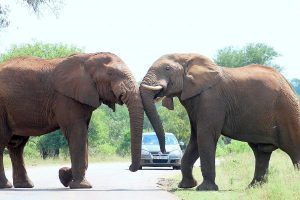 Self-drive safari in Kruger national park