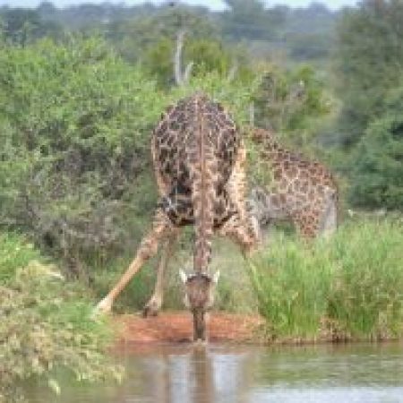 Giraffe-drinking-300x200