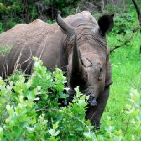 highlights on safari in south africa