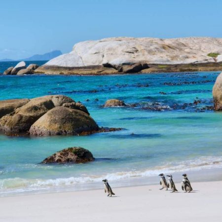 cape-peninsula-tour